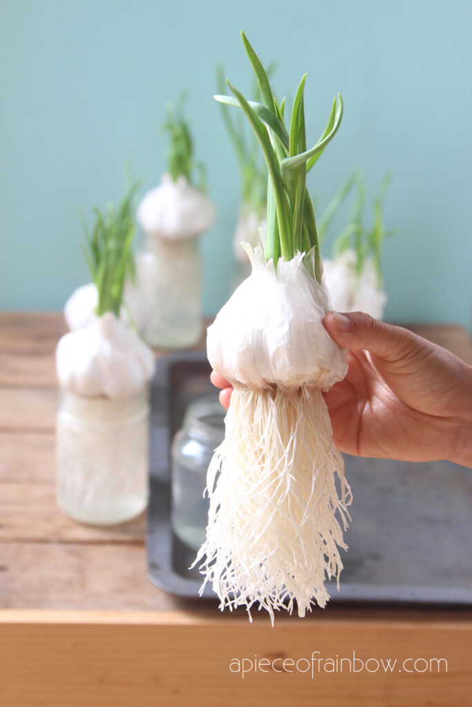 How to grow garlic in water to jump start the roots