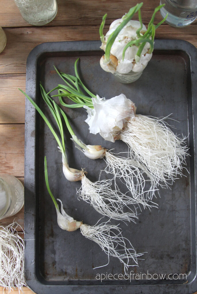 garlic roots in water 