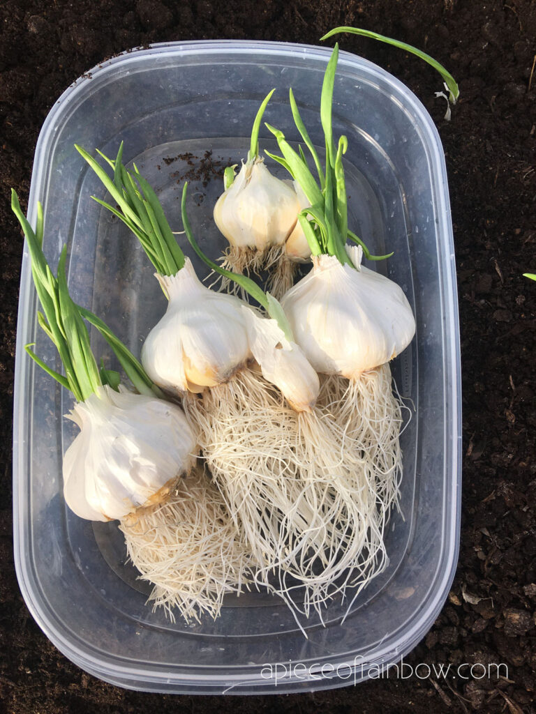 planting garlic in soil
