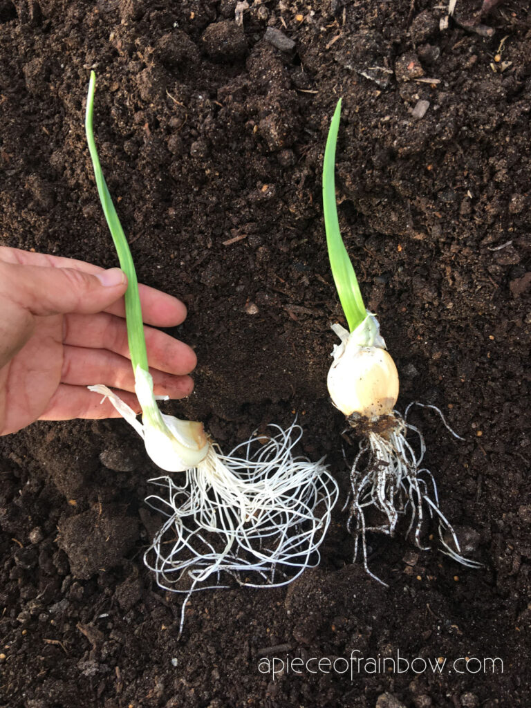 plant garlic gloves in soil