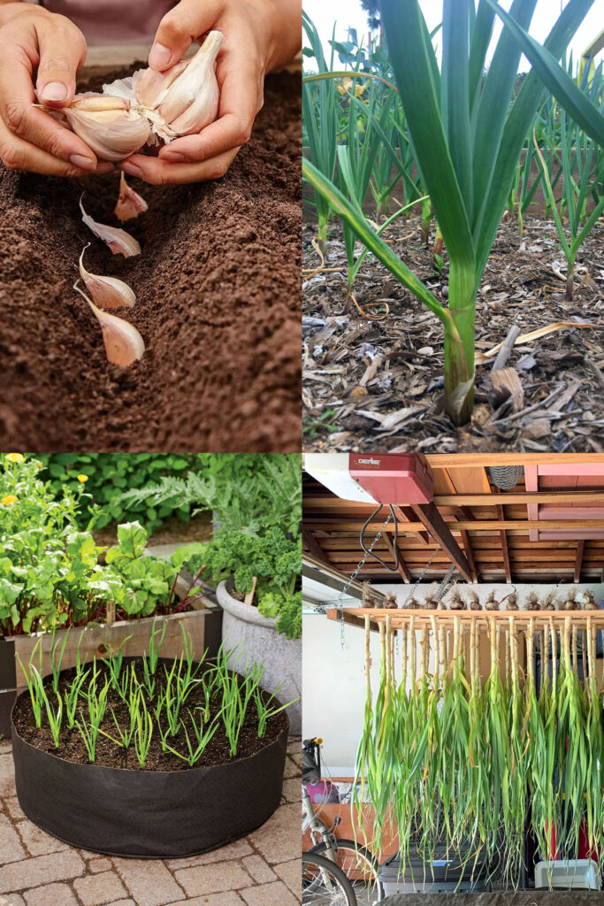Grow garlic easily in a productive home garden