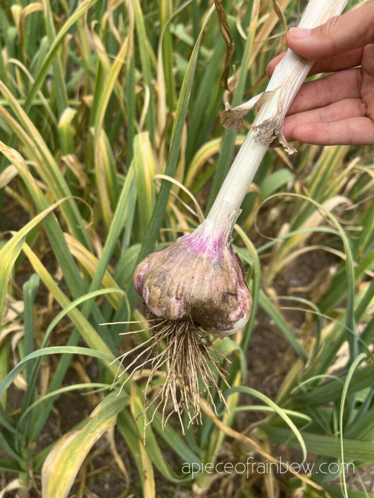 purple garlic varieties 