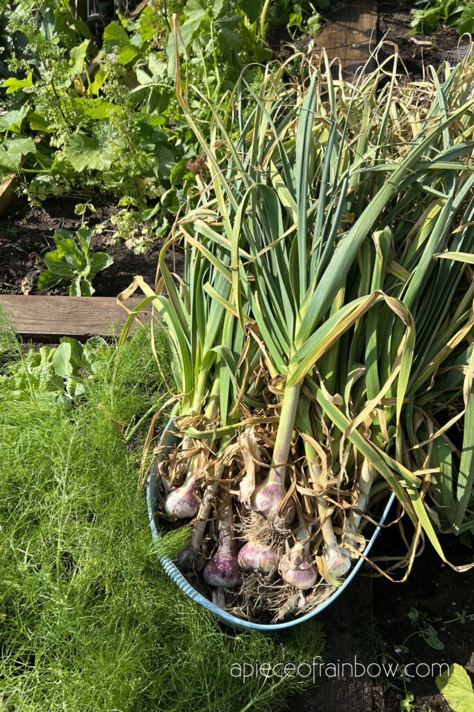 harvest garlic 
