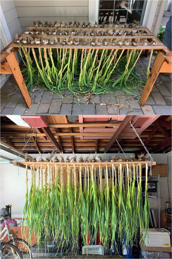 DIY garlic drying rack hanging in the garage