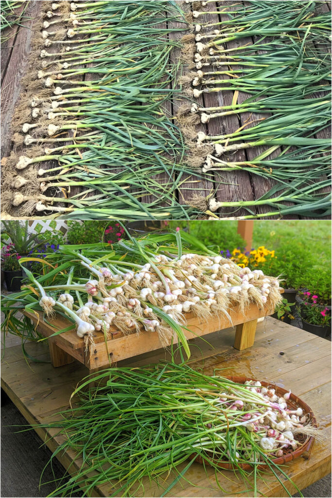 harvest lots of garlic from backyard garden