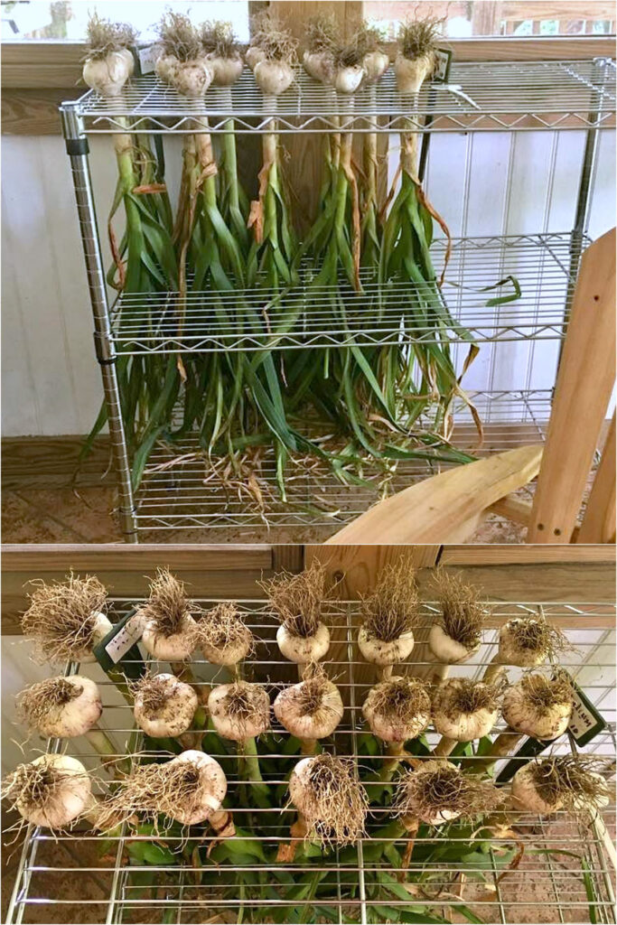 metal shelf turned into garlic drying rack
