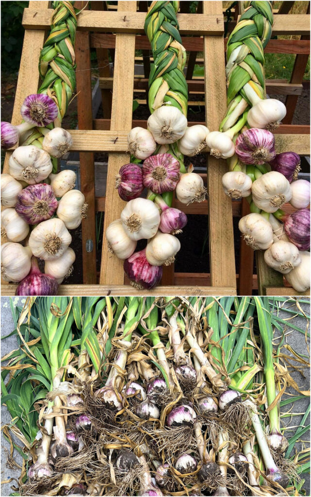 braided garlic 