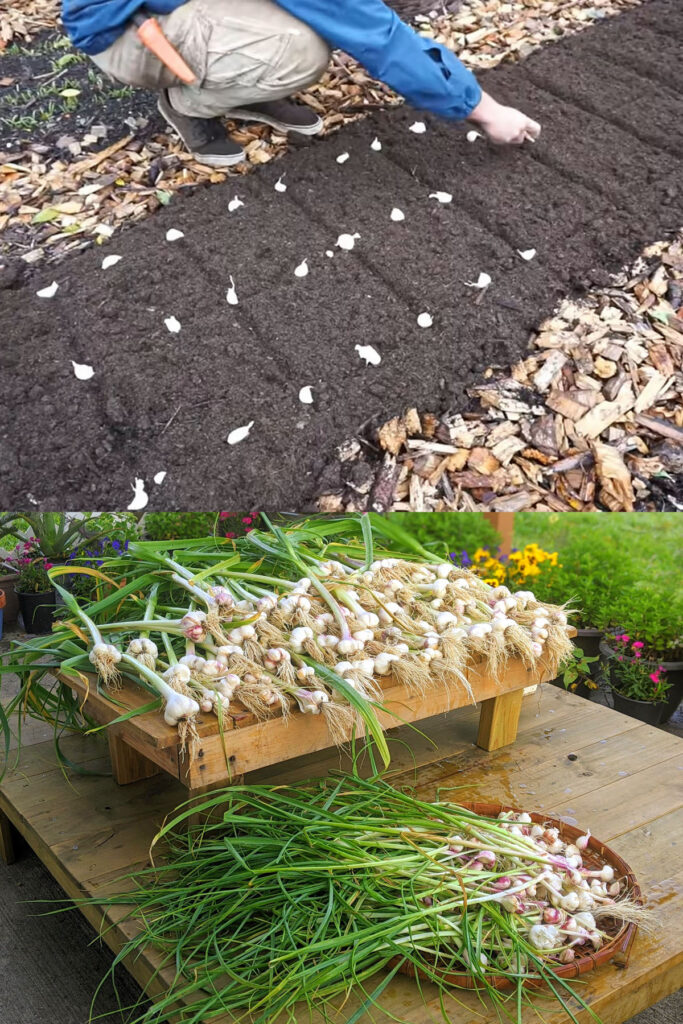 how to plant and harvest garlic