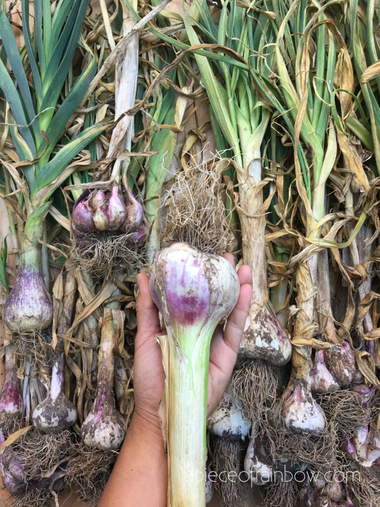 Saving garlic for planting next year