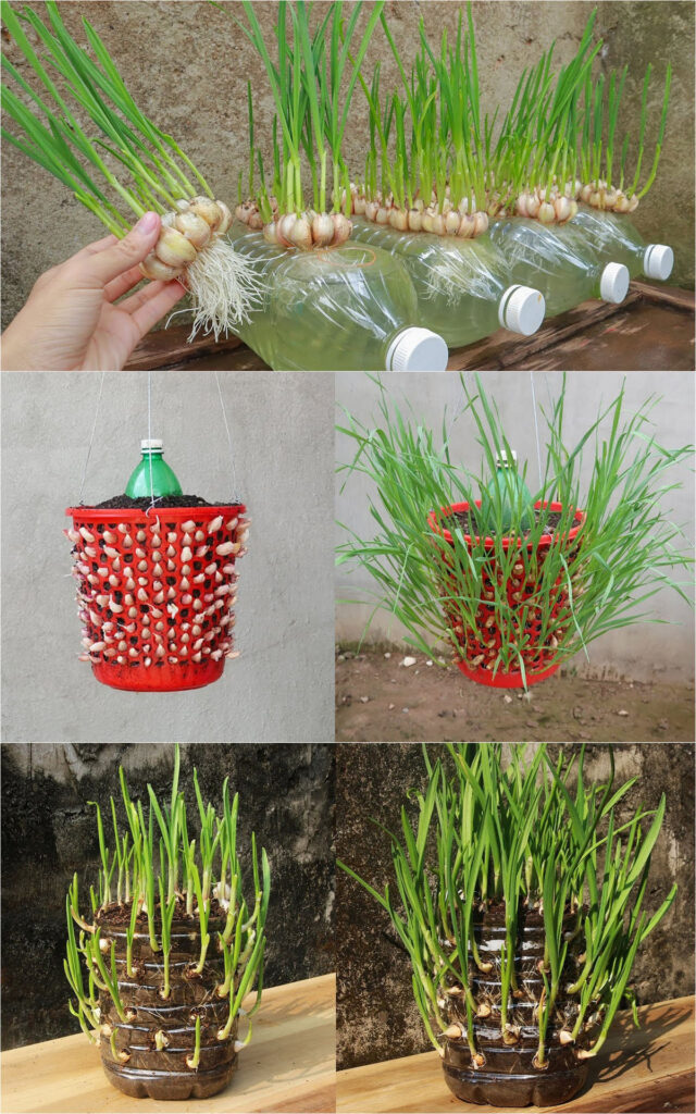 Unusual ways to grow garlic