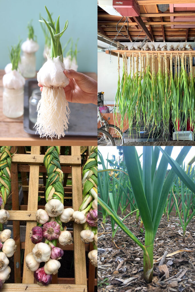 Grow garlic easily in a productive home garden! How & when to plant in soil, pots or water, with best tips on harvesting, curing & storage.