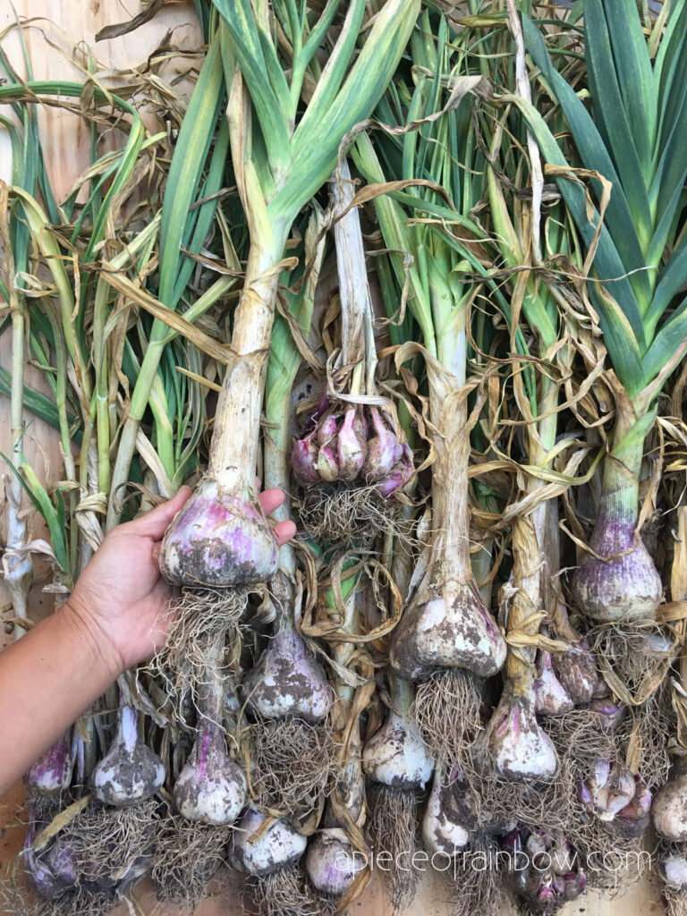 Selecting the best garlic varieties for home planting