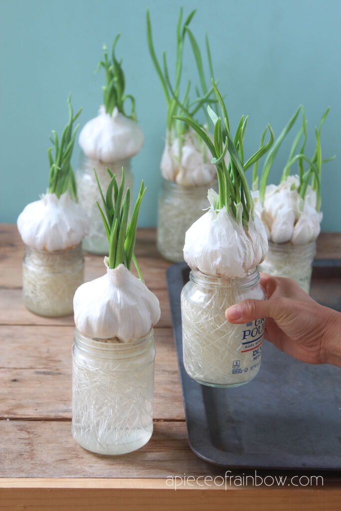 Grow garlic in water