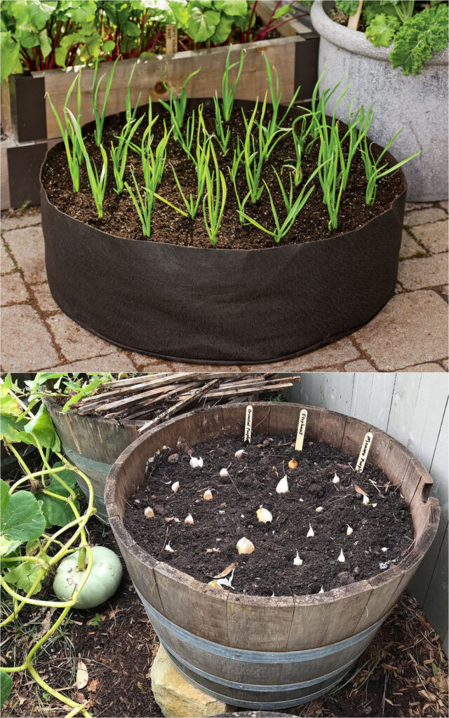 grow garlic in fabric pots and wood planters